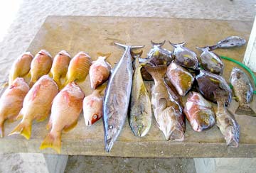 Los Cabos Mexico Fish Photo 1