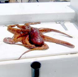 Puerto Vallarta Mexico Octopus Photo 1