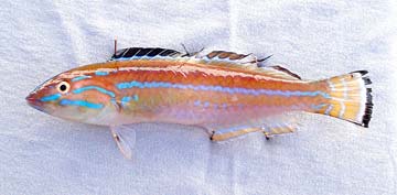 San Jose del Cabo fish species photo 1