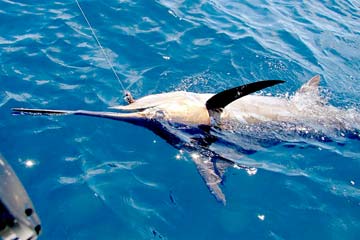Loreto Mexico Marlin Release Photo 1