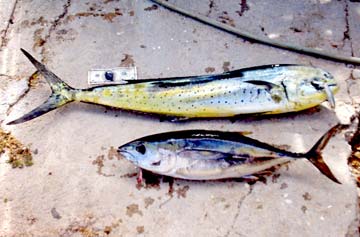 East Cape Mexico Fish Photo 1