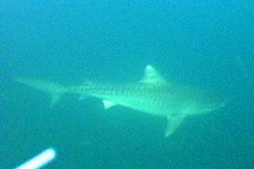 East Cape Mexico Tiger Shark Photo 1