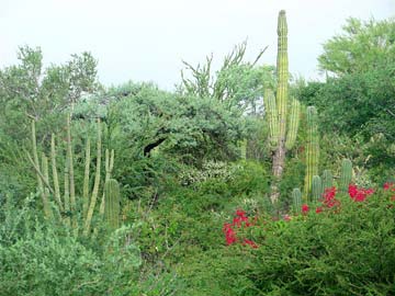 Baja California Mexico Desert Foliage Photo 1