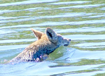 Magdalena Bay Mexico Swimming Coyote Photo 1