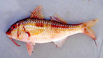 San Jose del Cabo Mexico Bigscale Goatfish Photo 1