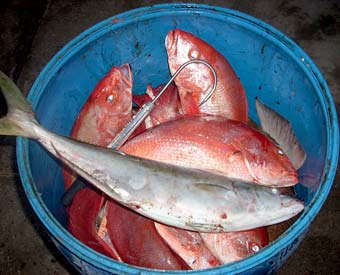 Rocky Point Mexico Fish Barrel Photo 1