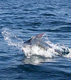Ixtapa Zihuatanejo Mexico Blue Marlin Photo 1