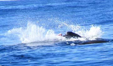 Magdalena Bay Mexico Sea Lion Attacking Wahoo Photo 3