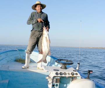 Magdalena Bay Mexico Snook Fishing Photo 1