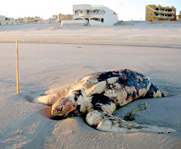 sad sea turtle