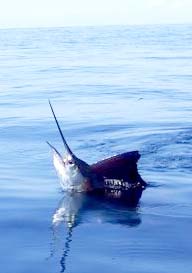 Ixtapa Mexico Sailfish Photo 1