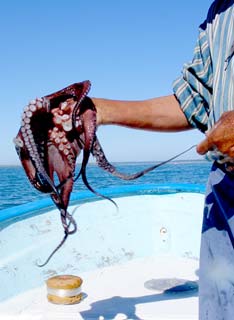 Magdalena Bay Mexico Octopus Photo 1