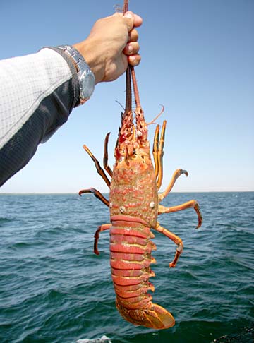 Baja Mexico Lobster Photo 1