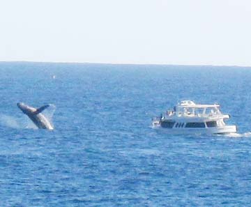 Cabo San Lucas Mexico Whale Watching Photo 1