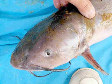Baja Mexico Saltwater Catfish Photo 2