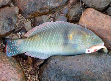 Puertecitos Mexico Spinster Wrasse Photo 1