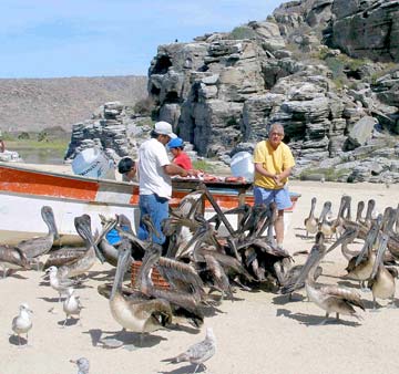 Todos Santos Mexico Commercial Fishermen Photo 1