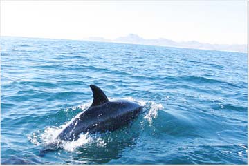 East Cape Mexico Porpoise Photo 1