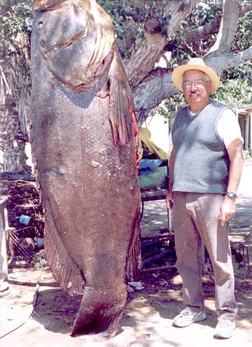 Puerto Lopez Mateo Mexico Giant Black Sea Bass Photo 1