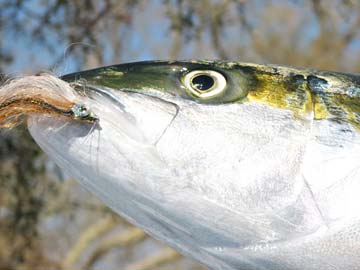 Loreto Mexico Yellowtail Fly Fishing Photo 2