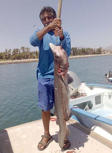 Los Cabo sMexico Unknown Shark Species Photo 1