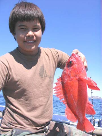 Ensenada Mexico Vermilion Rockfish Photo 1