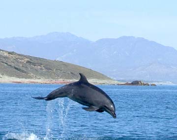 East Cape Mexico Jumping Porpoise Photo 1