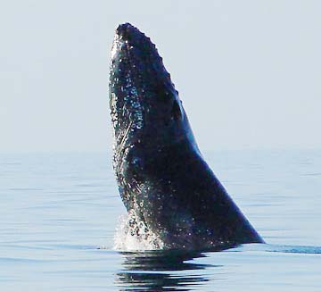 Loreto Mexico Jumping Humpback Whale Photo 1