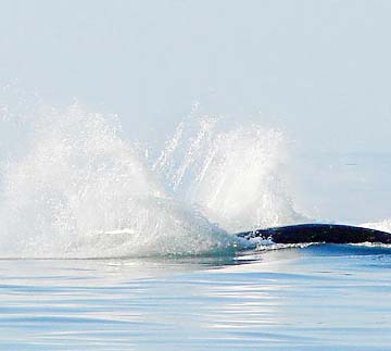 Loreto Mexico Jumping Humpback Whale Photo 2