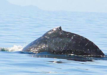 Loreto Mexico Jumping Humpback Whale Photo 3
