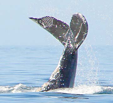 Loreto Mexico Jumping Humpback Whale Photo 4