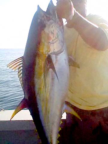 Tuna caught near shore at Punta Arena, Mexico.