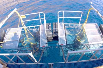 Shark diving cages at Isla Guadalupe, Mexico.