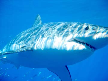 Great White Shark at Isla Guadalupe, Mexico.