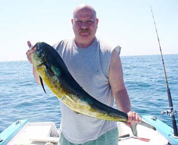 Dorado caught in sportfishing at Cabo San Lucas, Mexico.