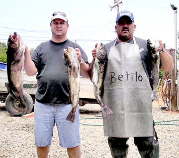 Big lingcod caught during panga fishing at Ensenada, Mexico.