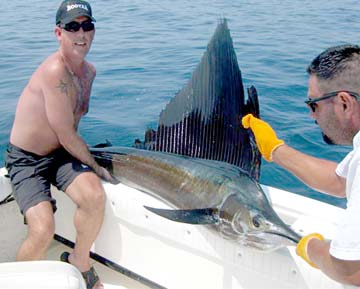 Sailfish being released by sportfishing boat at East Cape, Mexico.