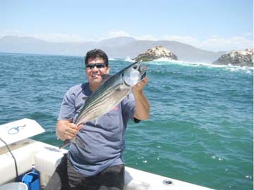 Bonita caught during fishing at Bahia Soledad, Baja California, Mexico.