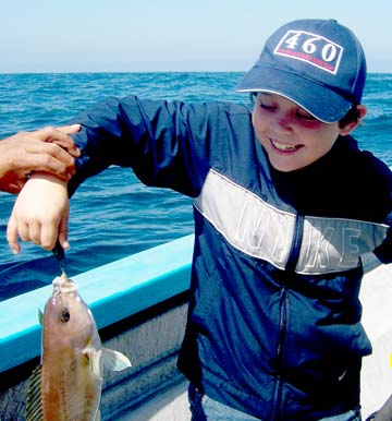 Whitefish caught in bottom fishing, Baja California, Mexico.