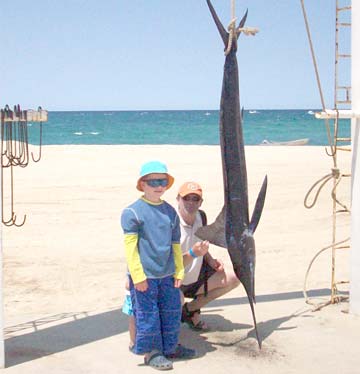 Small striped marlin caught in fishing at East Cape, Mexico.