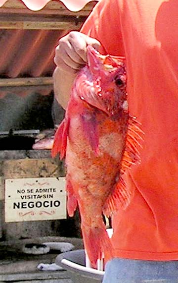 Sugarbass, or possible vermillion rockfish caught at Ensenada, Mexico.