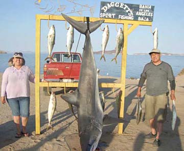 Mako shark at Bahia de los Angeles, Mexico.