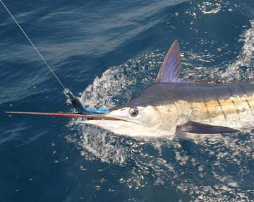 Striped marlin release at Loreto, Mexico.