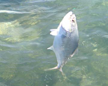 Shortjaw leatherjack caught during beach fishing at Rocky Point, Mexico.