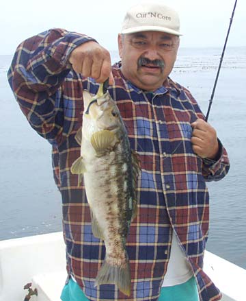 Calico bass caught in fishing at San Quintin, Mexico.