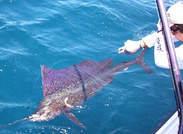 Sailfish caught at San Carlos, Mexico.