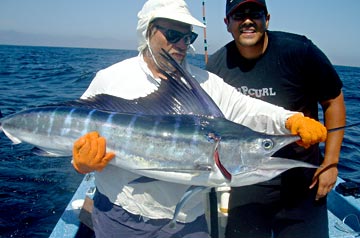 Small striped marlin caught off Santa Rosalia, Mexico.