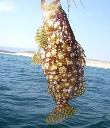 Unknown fish species caught a La Paz, Mexico.