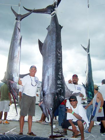 Marlin fishing tournament at Puerto Vallarta, Mexico.