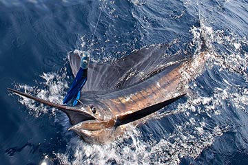 Loreto, Mexico fishing photo 4